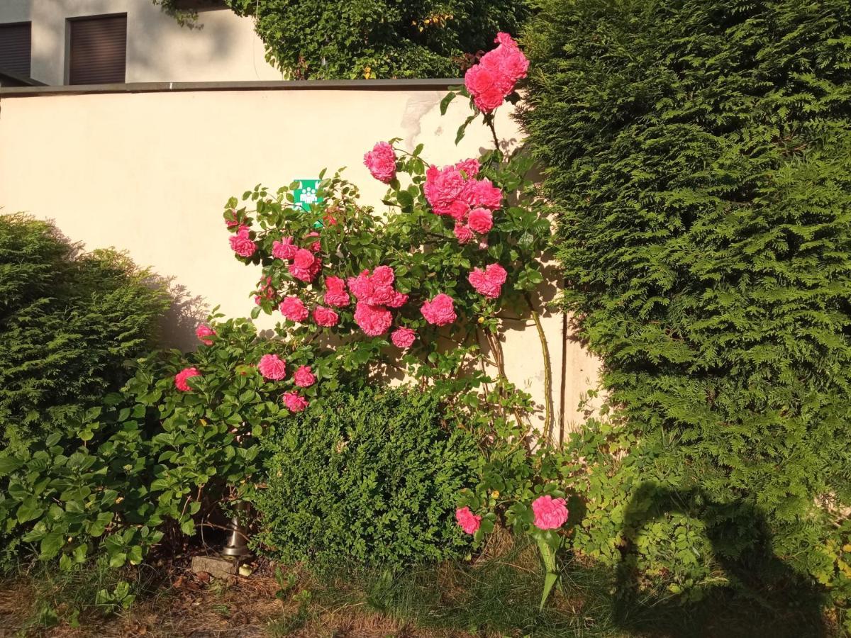 Iwona Hostel - Budget Rooms With Private Bathrooms Sopot Eksteriør bilde